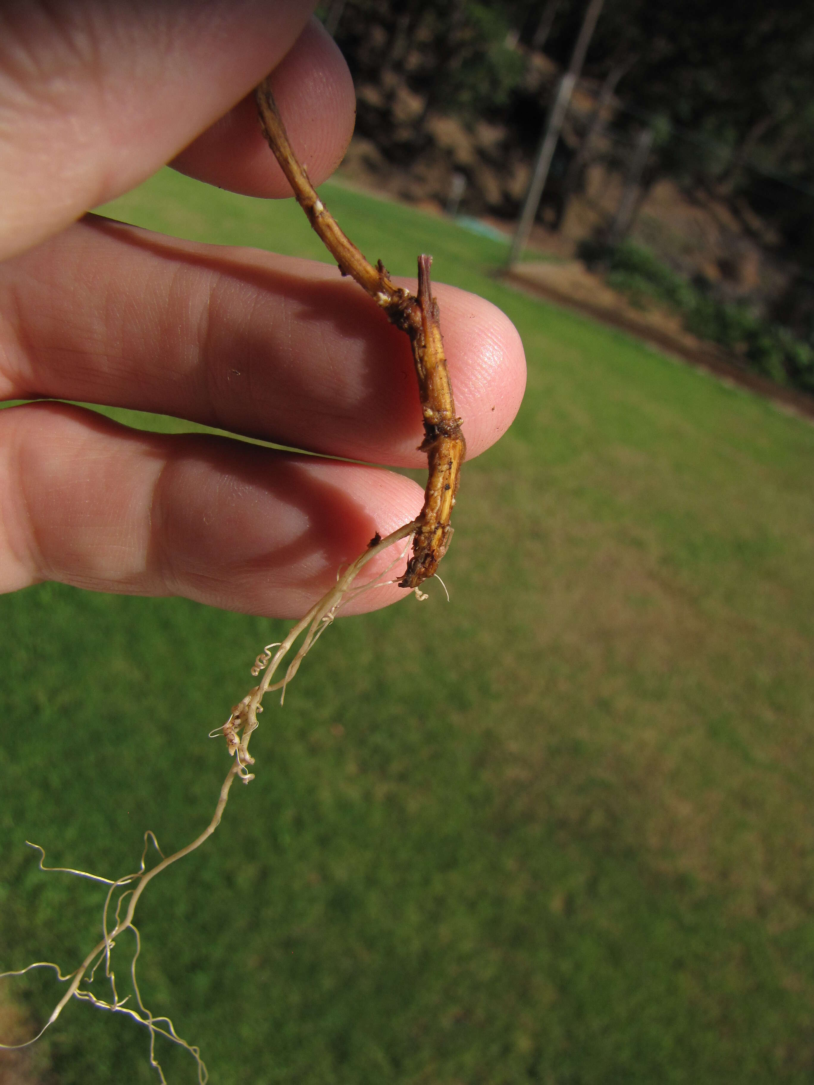 Image of broom snakeweed