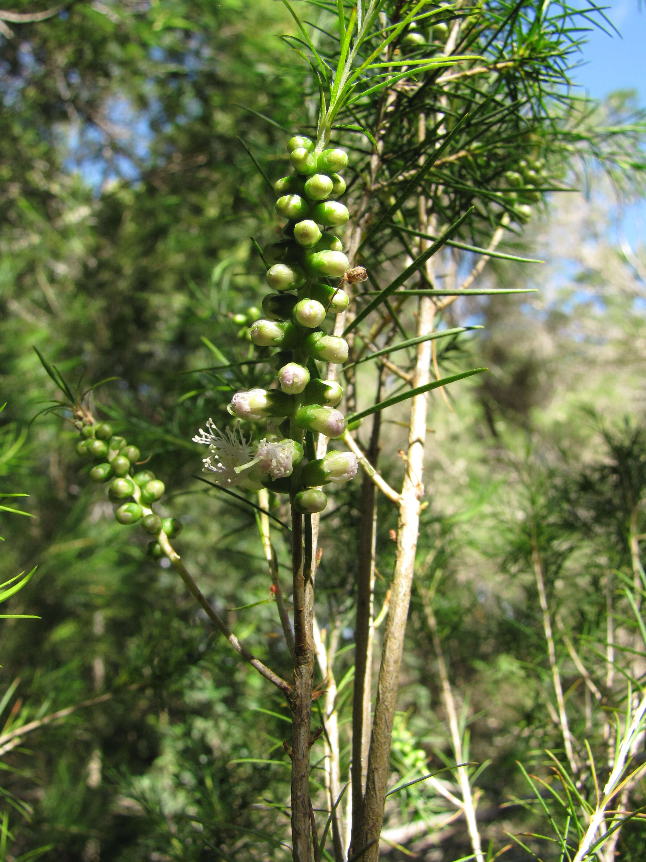 Image of Bracelet honey myrtle