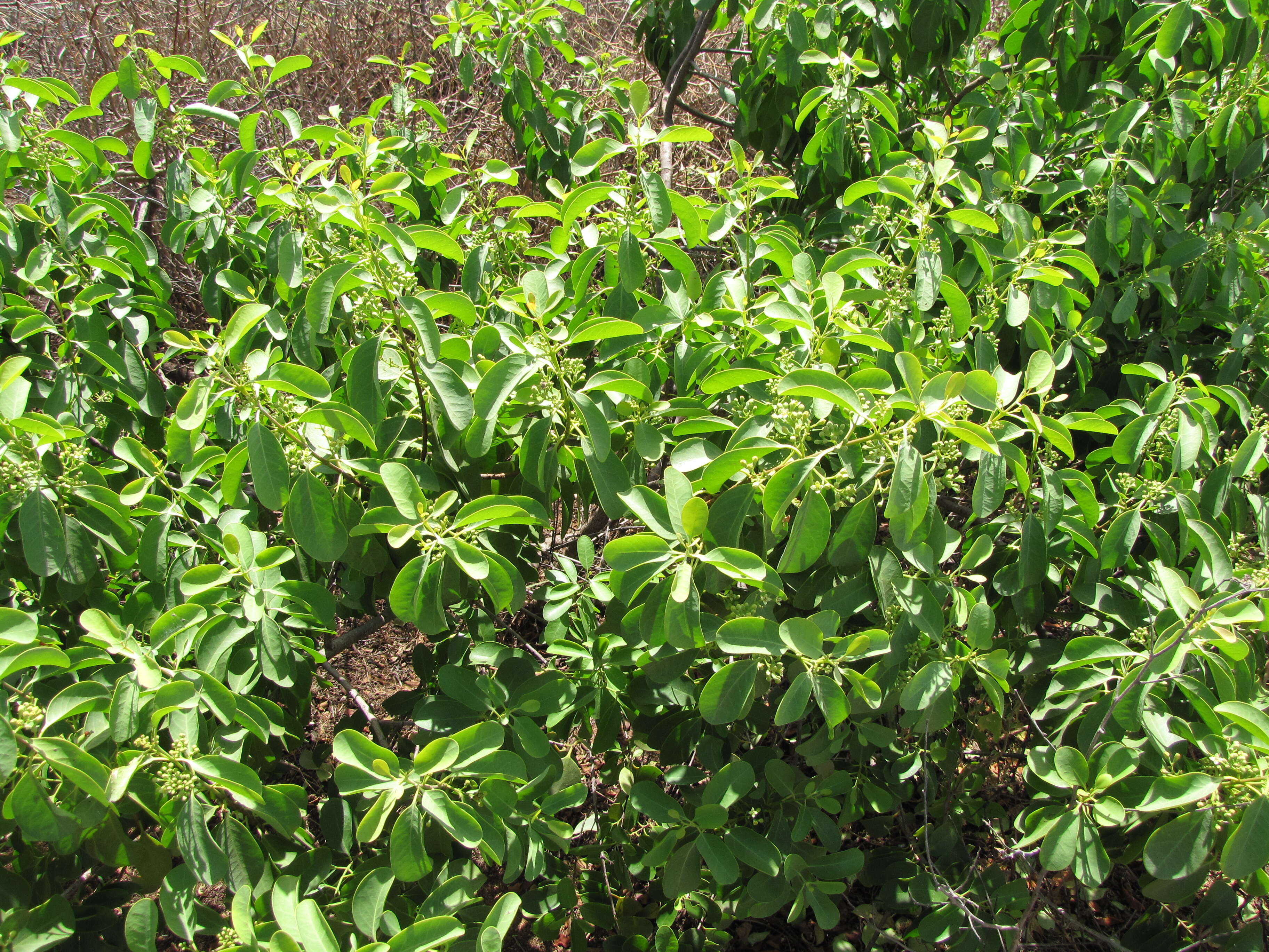 Image of coastal sandalwood