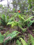 Image of alpine woodfern