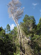 Слика од Melaleuca armillaris (Gaertner) Smith