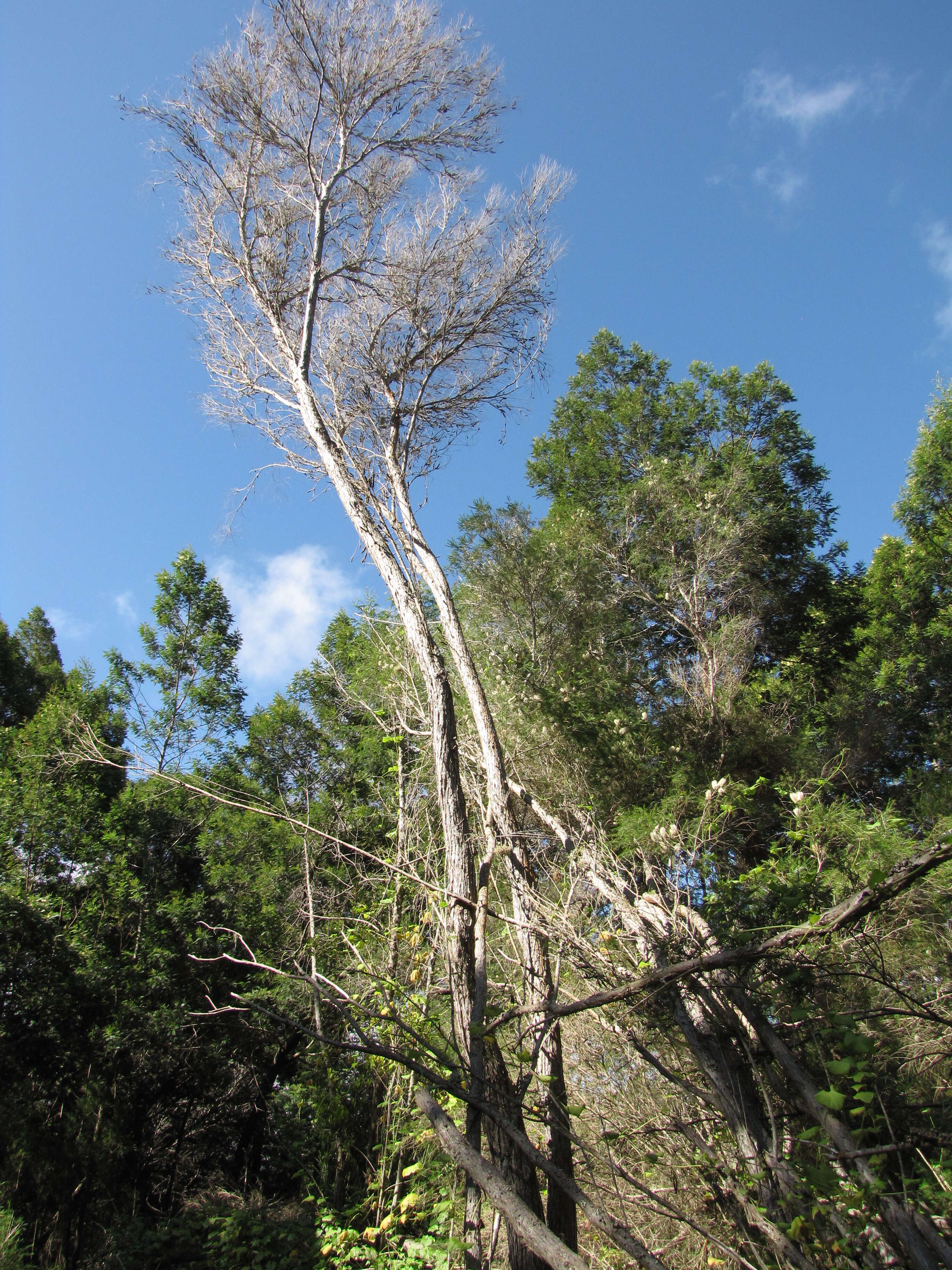 Слика од Melaleuca armillaris (Gaertner) Smith