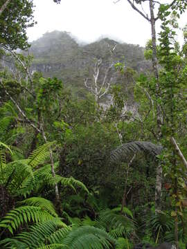 Image of Hawai'i holly