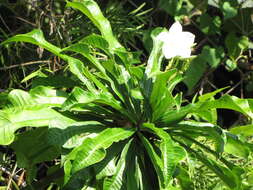 Image of bridal boquet