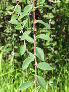 Image of silverleaf cotoneaster