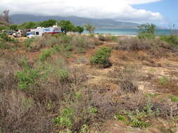 Image of coastal sandalwood