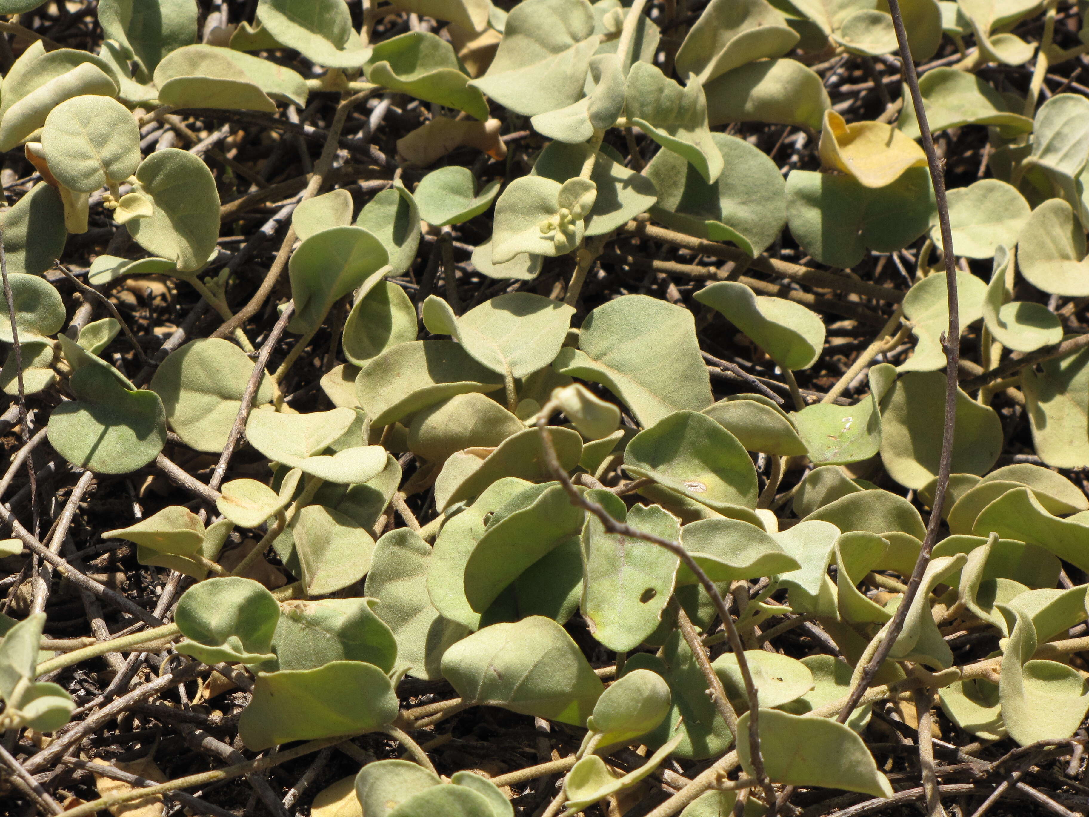 Image de Solanum nelsonii Dun.