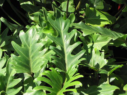 Image of philodendron