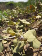 Image de Solanum nelsonii Dun.