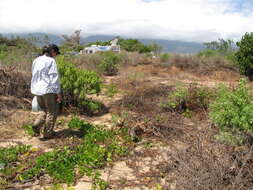 Image of coastal sandalwood