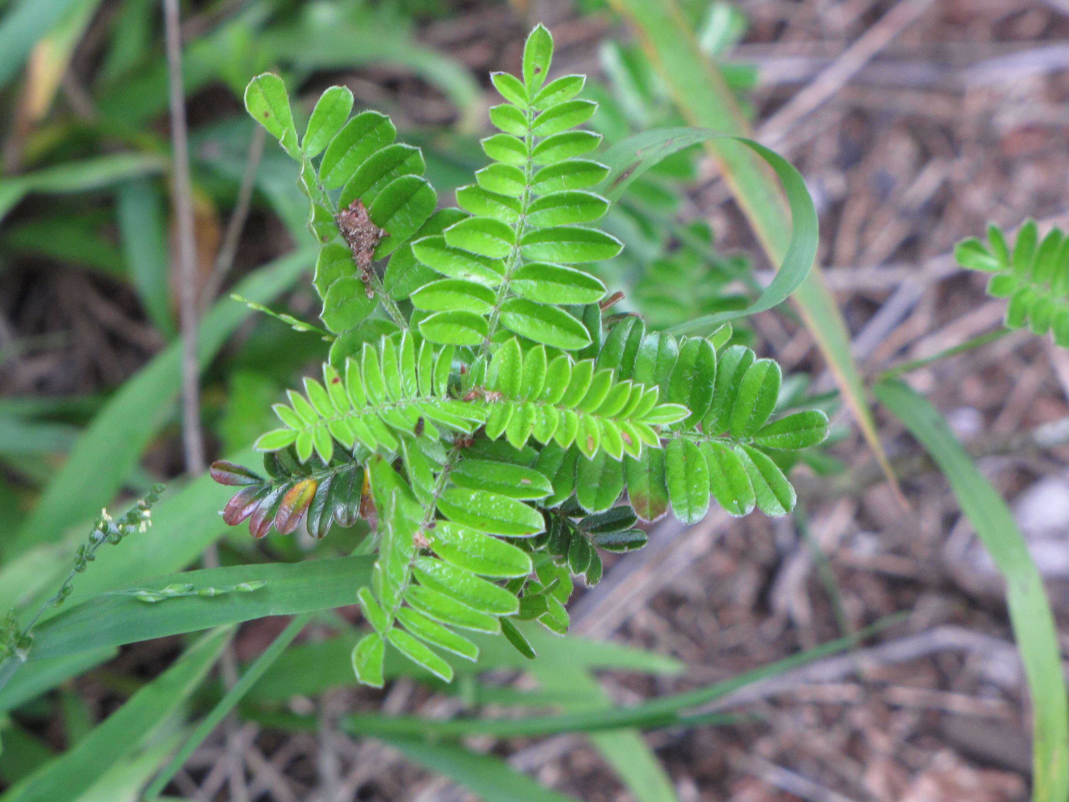 Image of Hawai'i hawthorn