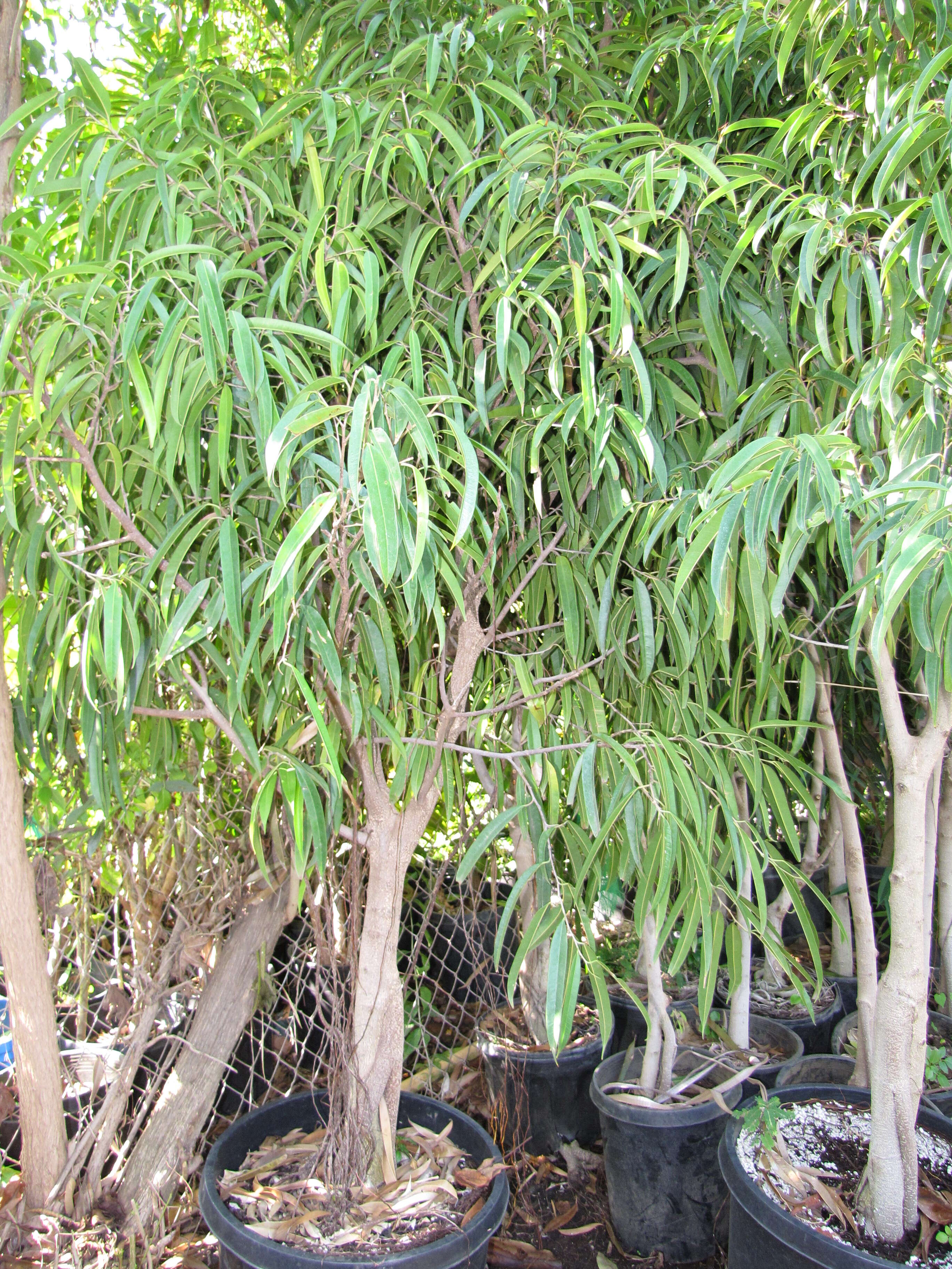 Image of Ficus maclellandii King