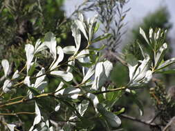 Imagem de Banksia integrifolia L. fil.