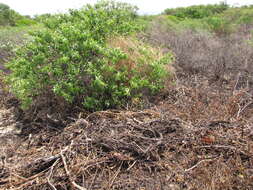 Image of coastal sandalwood