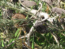 Imagem de Banksia integrifolia L. fil.