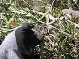 Imagem de Banksia integrifolia L. fil.