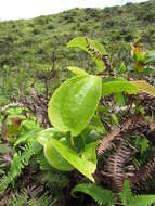 Image of Hawai'i greenbrier