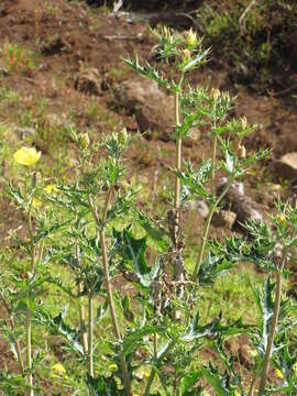 Image of Mexican pricklypoppy