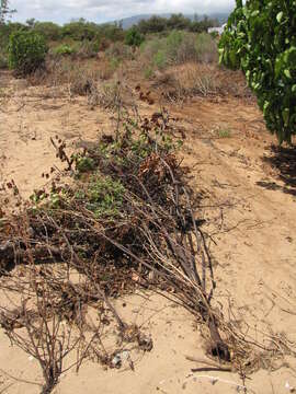 Image of coastal sandalwood