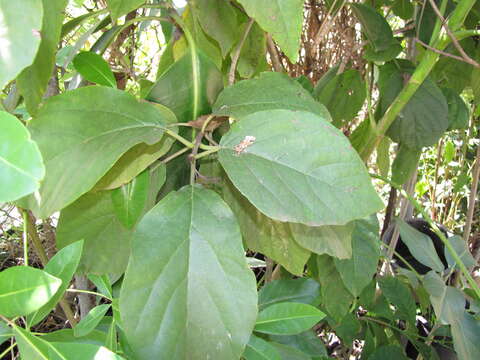 Image of avocado