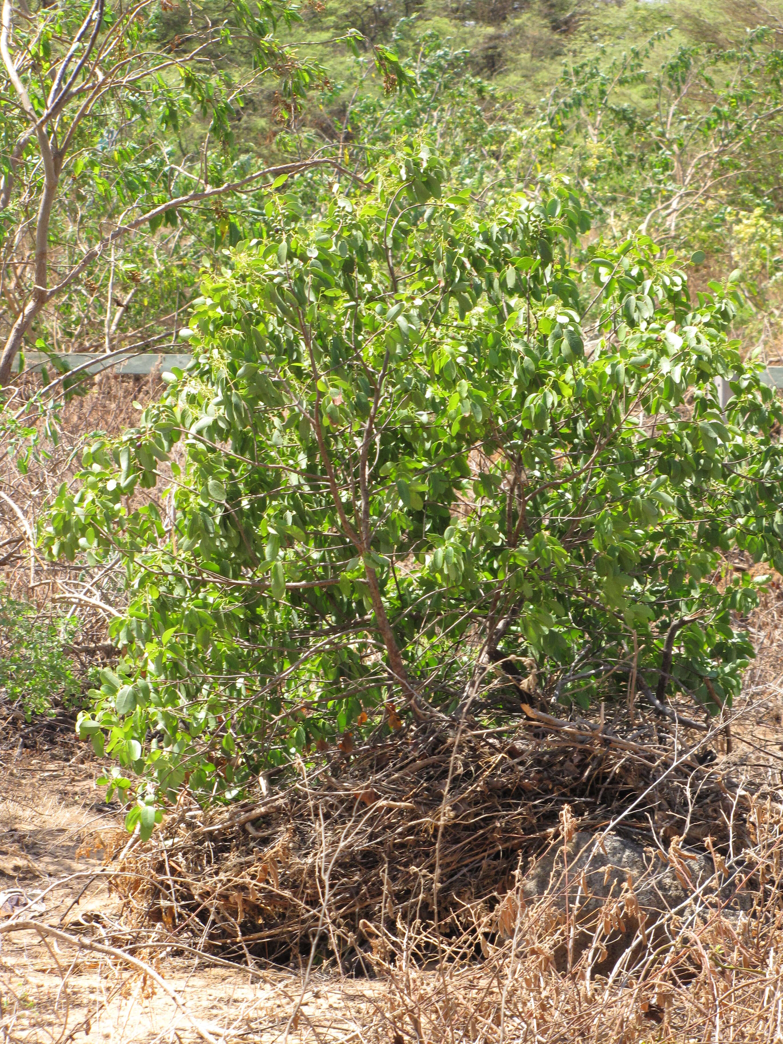 Image of coastal sandalwood