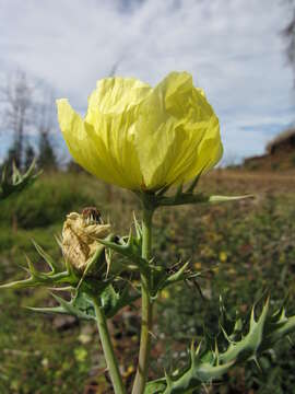 Image of Mexican pricklypoppy