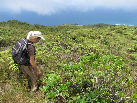 Image of Hawai'i holly