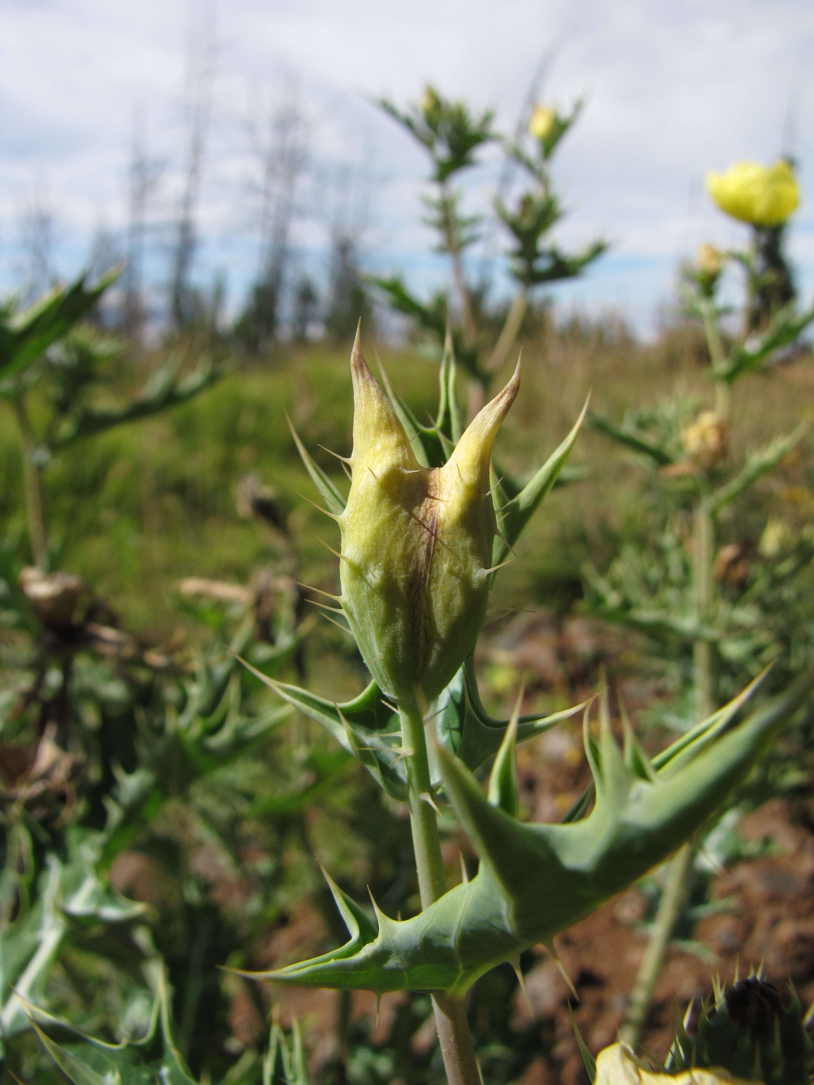 Image of Mexican pricklypoppy