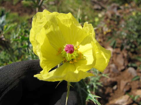 Image of Mexican pricklypoppy