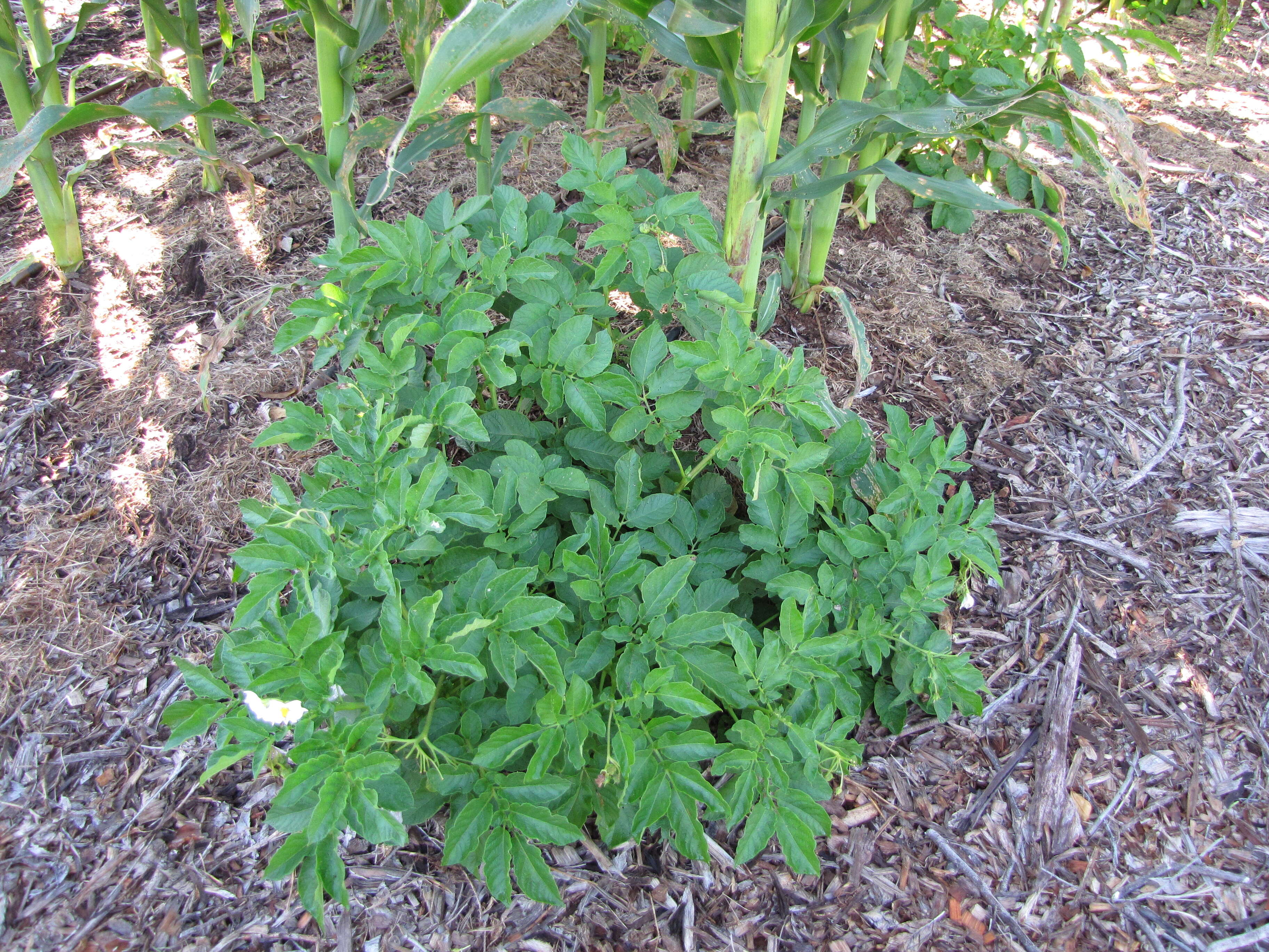 Image of Russian Potato