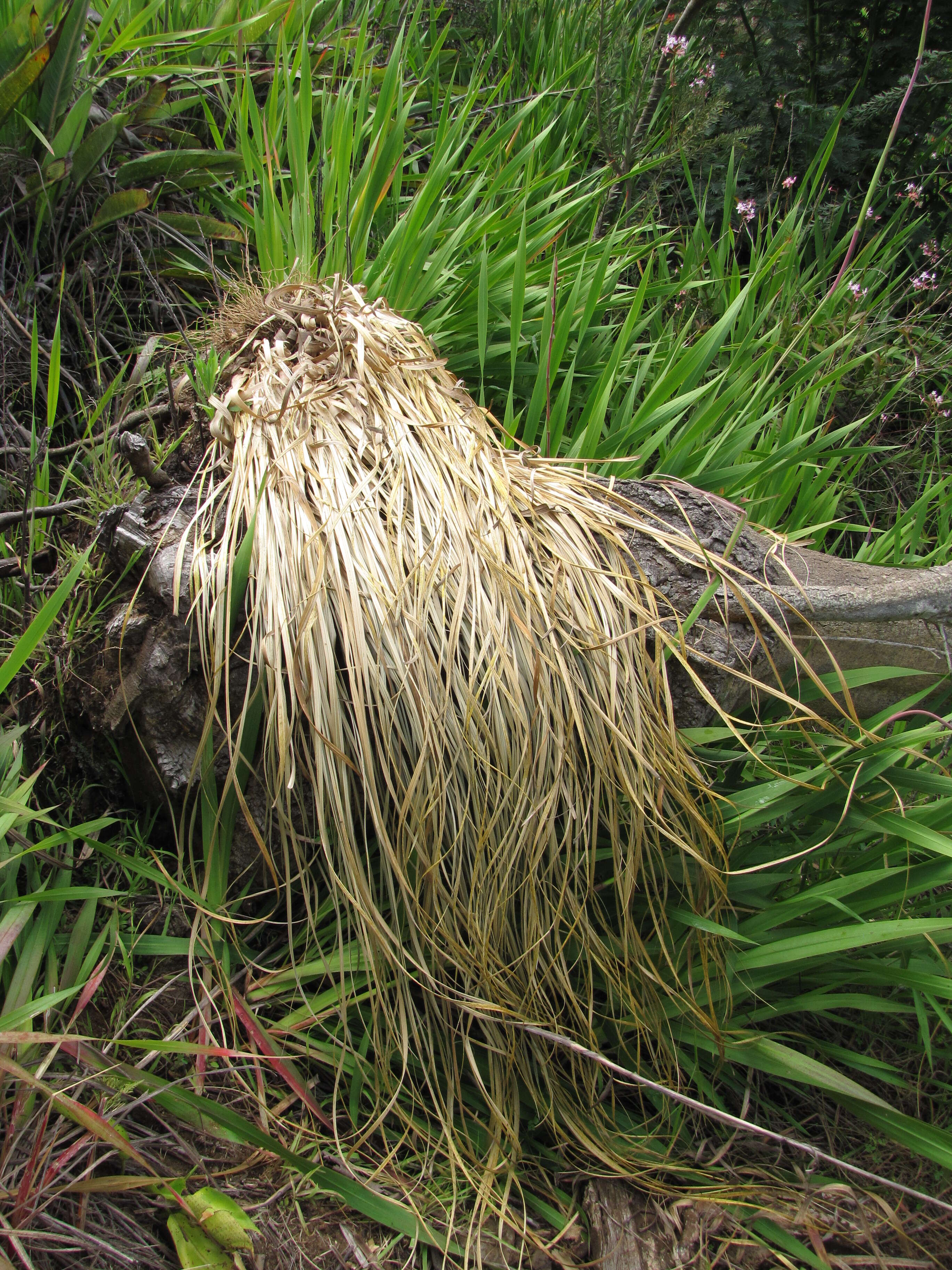 Image of purple pampas grass