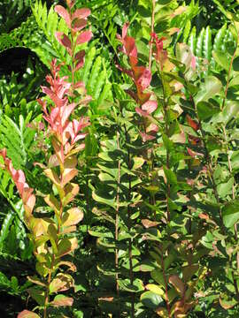 Image of Crape myrtle