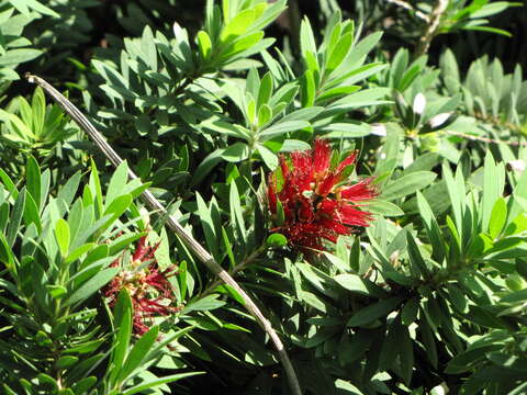 صورة Callistemon viminalis (Sol. ex Gaertn.) G. Don