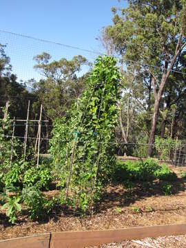 Image of winged bean