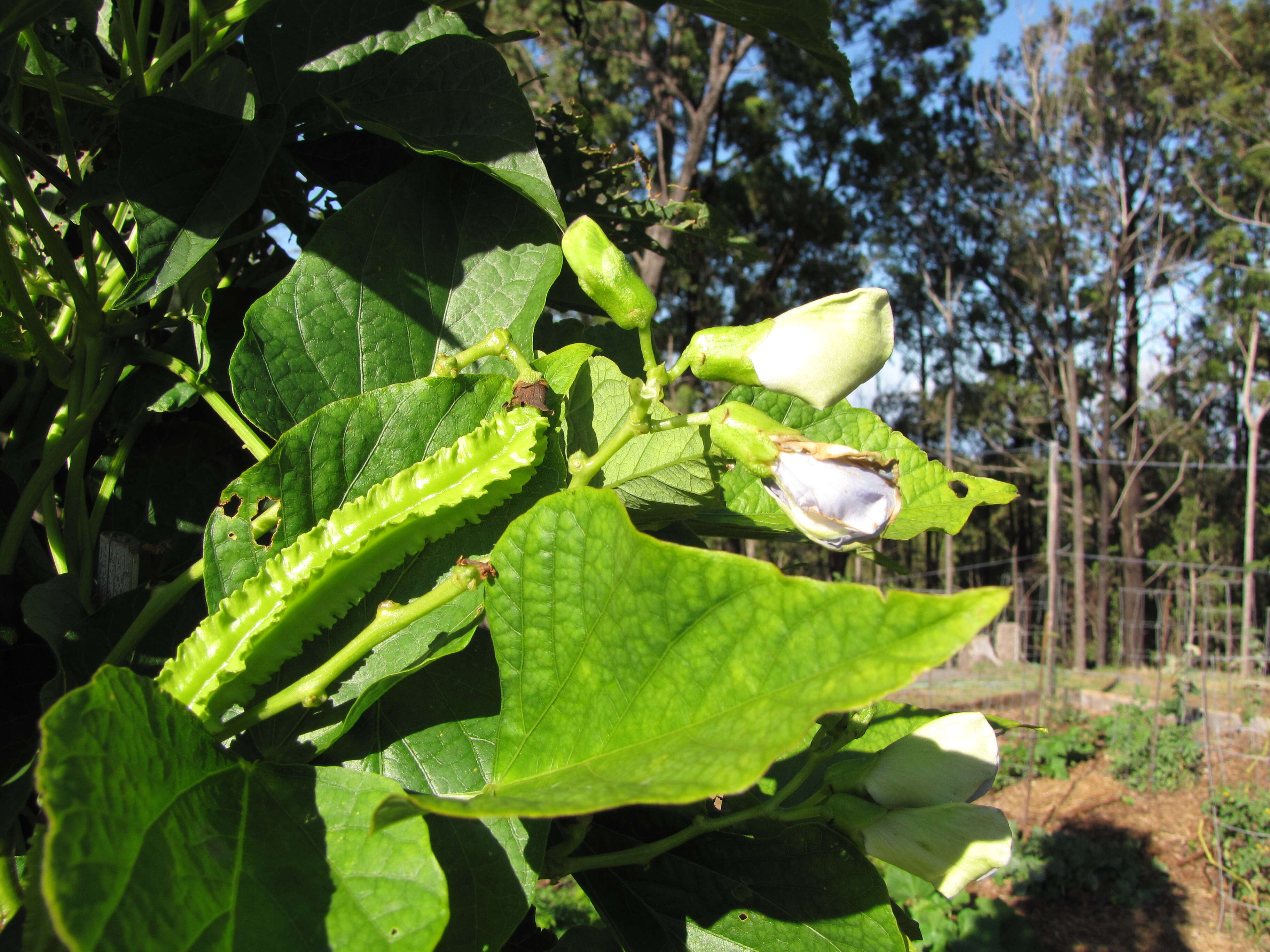 Image of winged bean