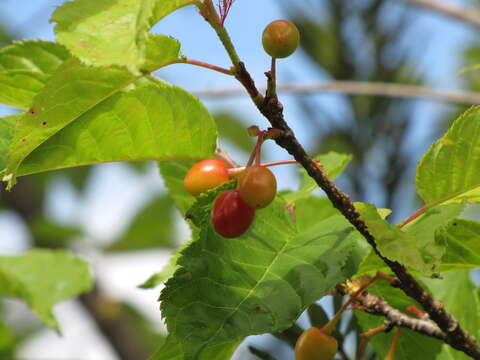 Imagem de Prunus campanulata Maxim.