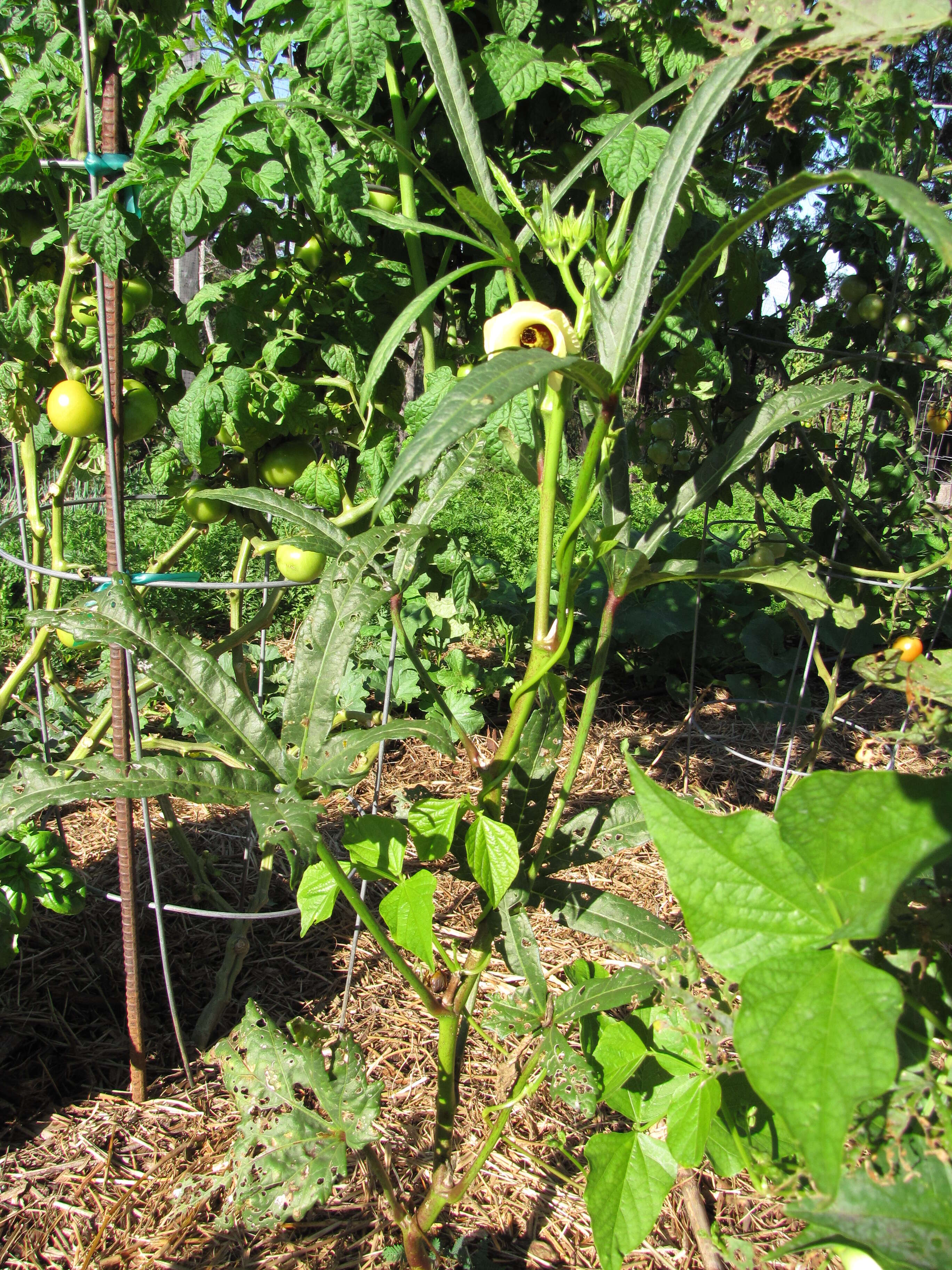 Image of okra