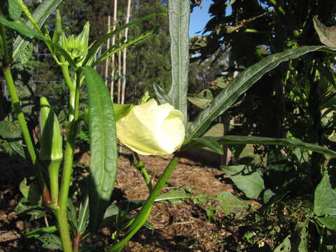 Image of okra