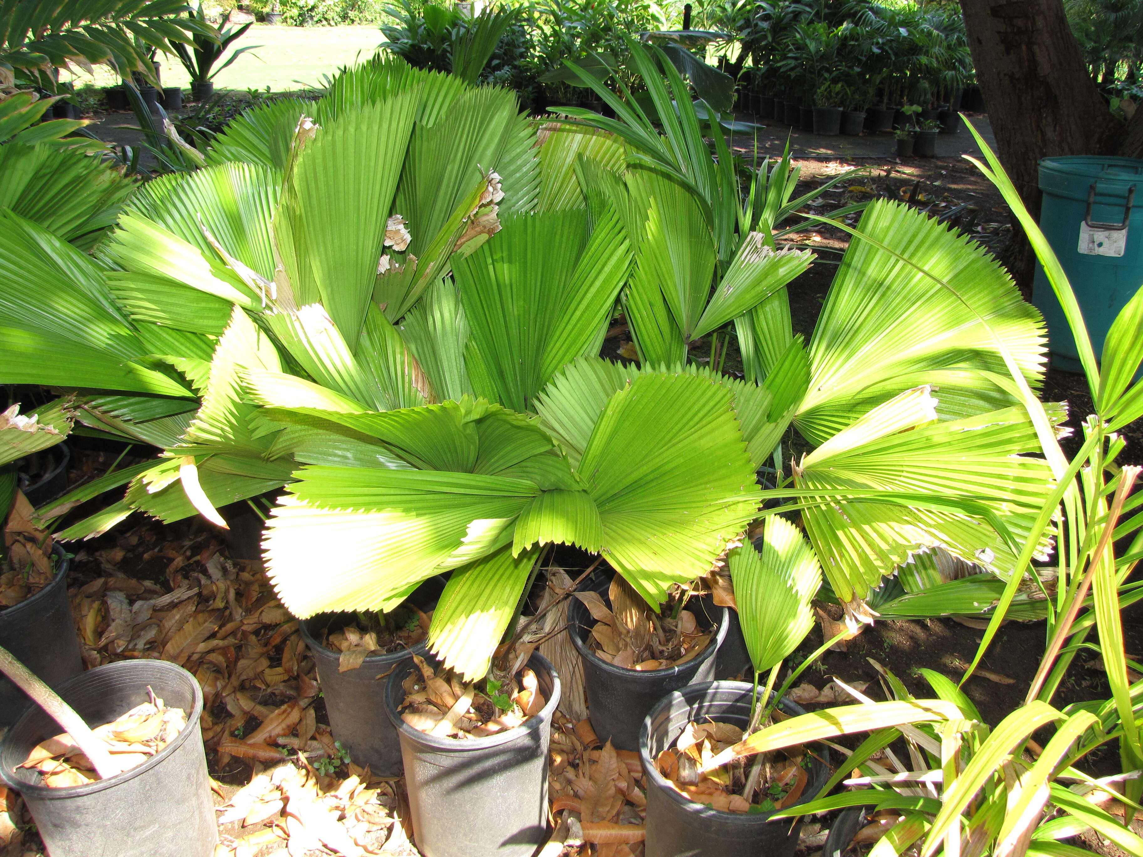 Image of Vanuatu fan palm