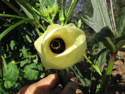 Image of okra