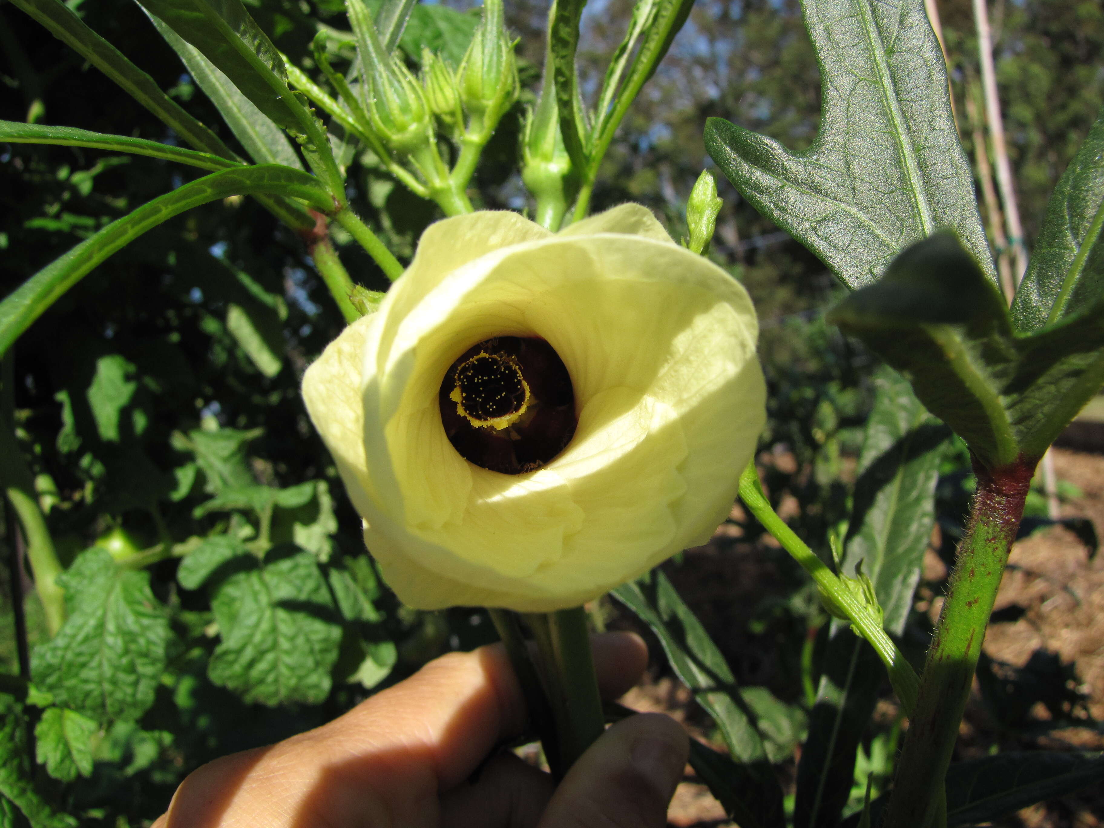 Image of okra