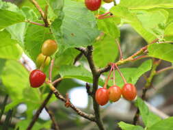 Imagem de Prunus campanulata Maxim.