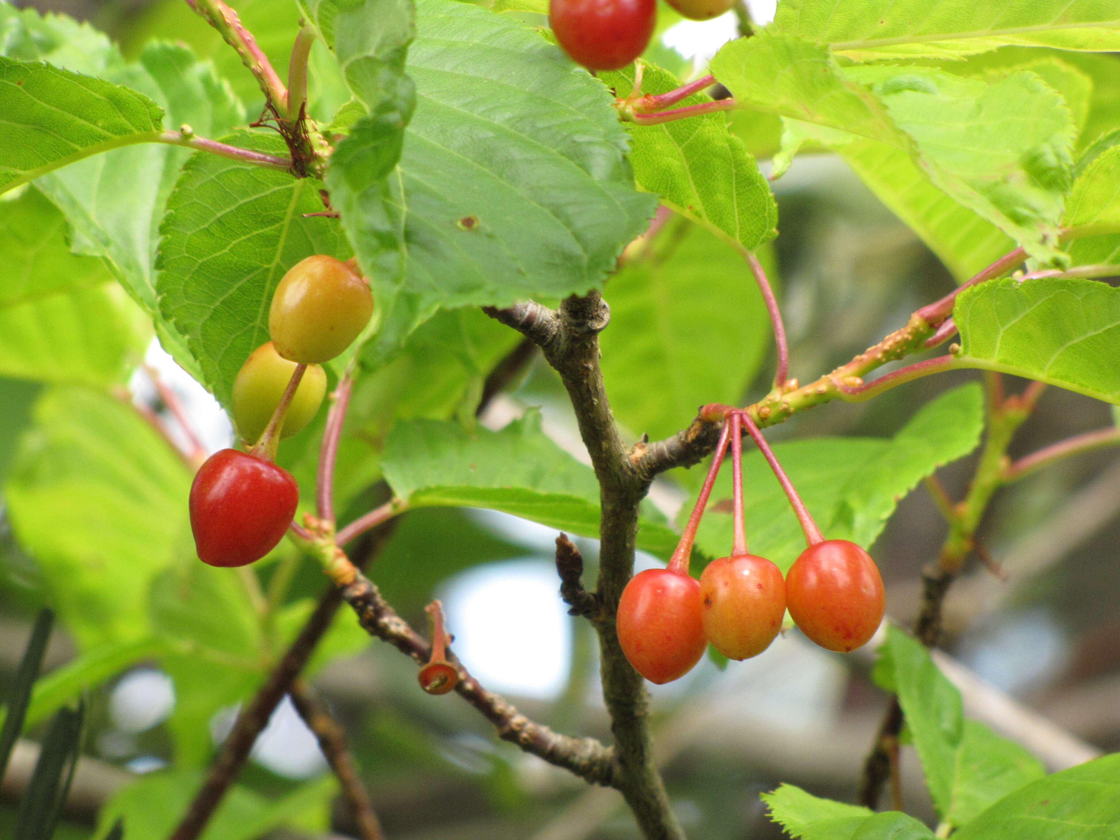 Imagem de Prunus campanulata Maxim.