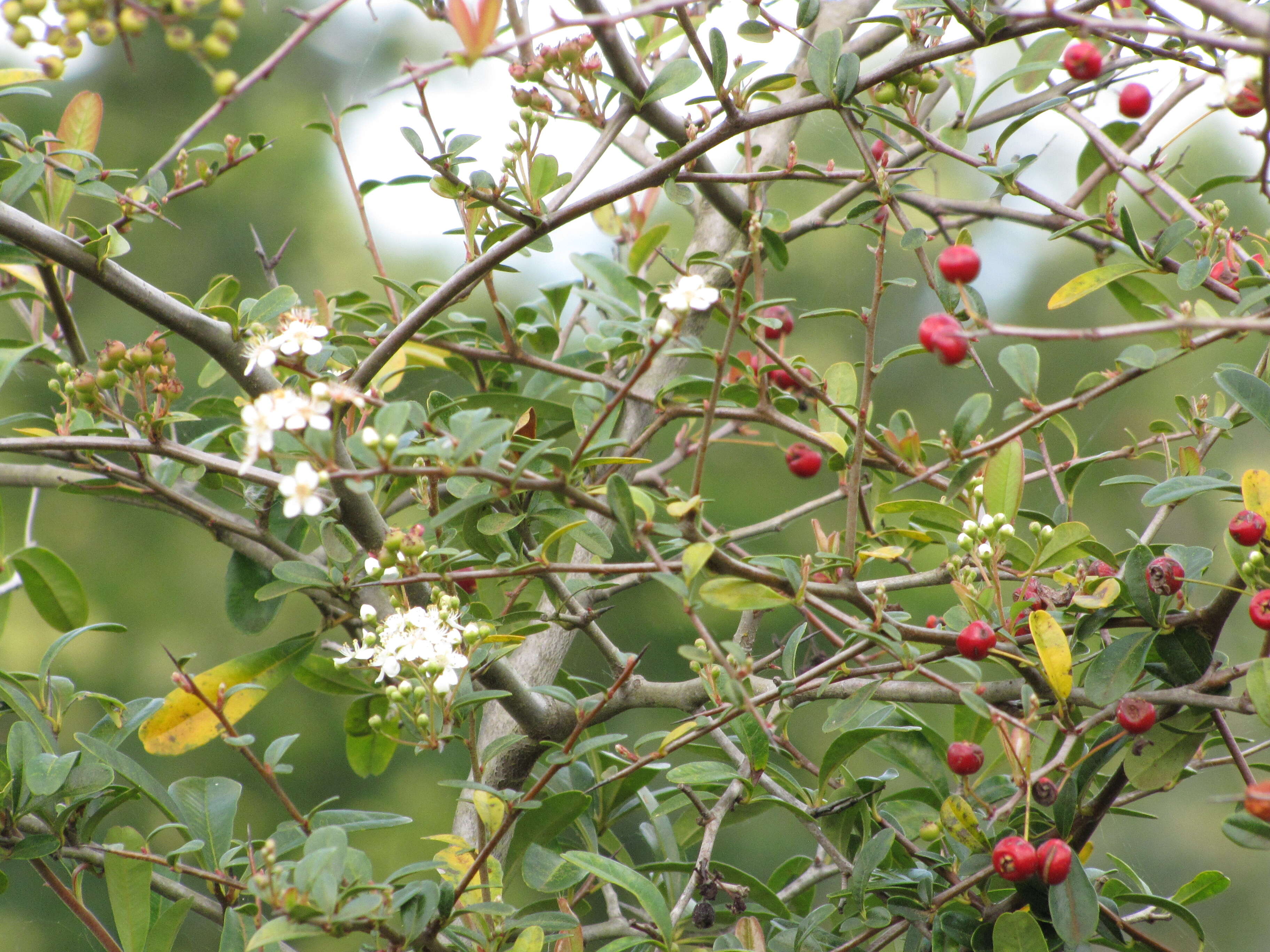 Image de Pyracantha koidzumii (Hayata) Rehd.