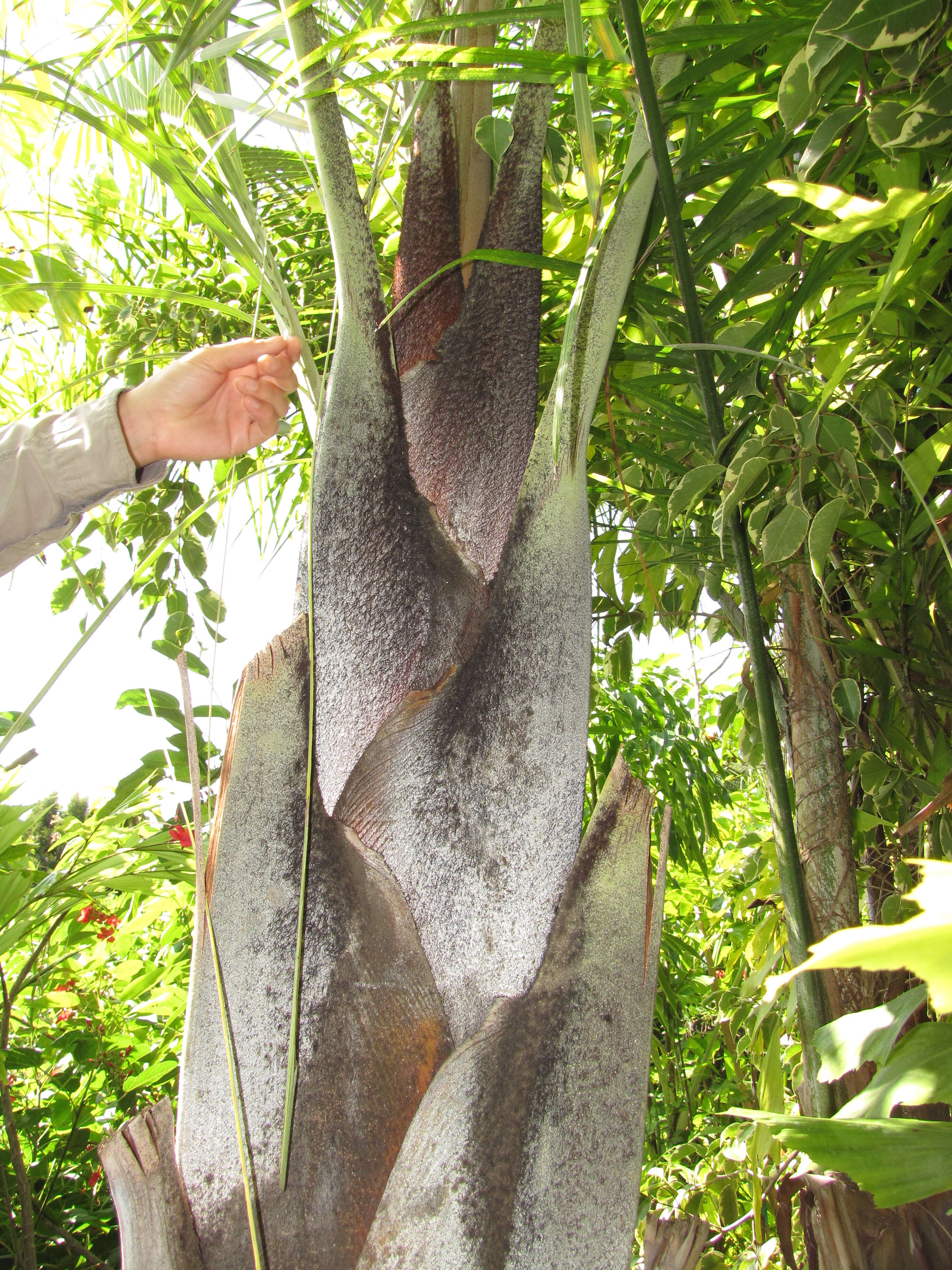 Image of Triangle palm