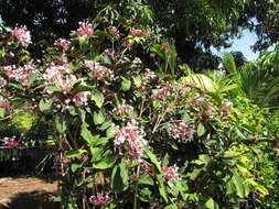 Image of Philippine glorybower