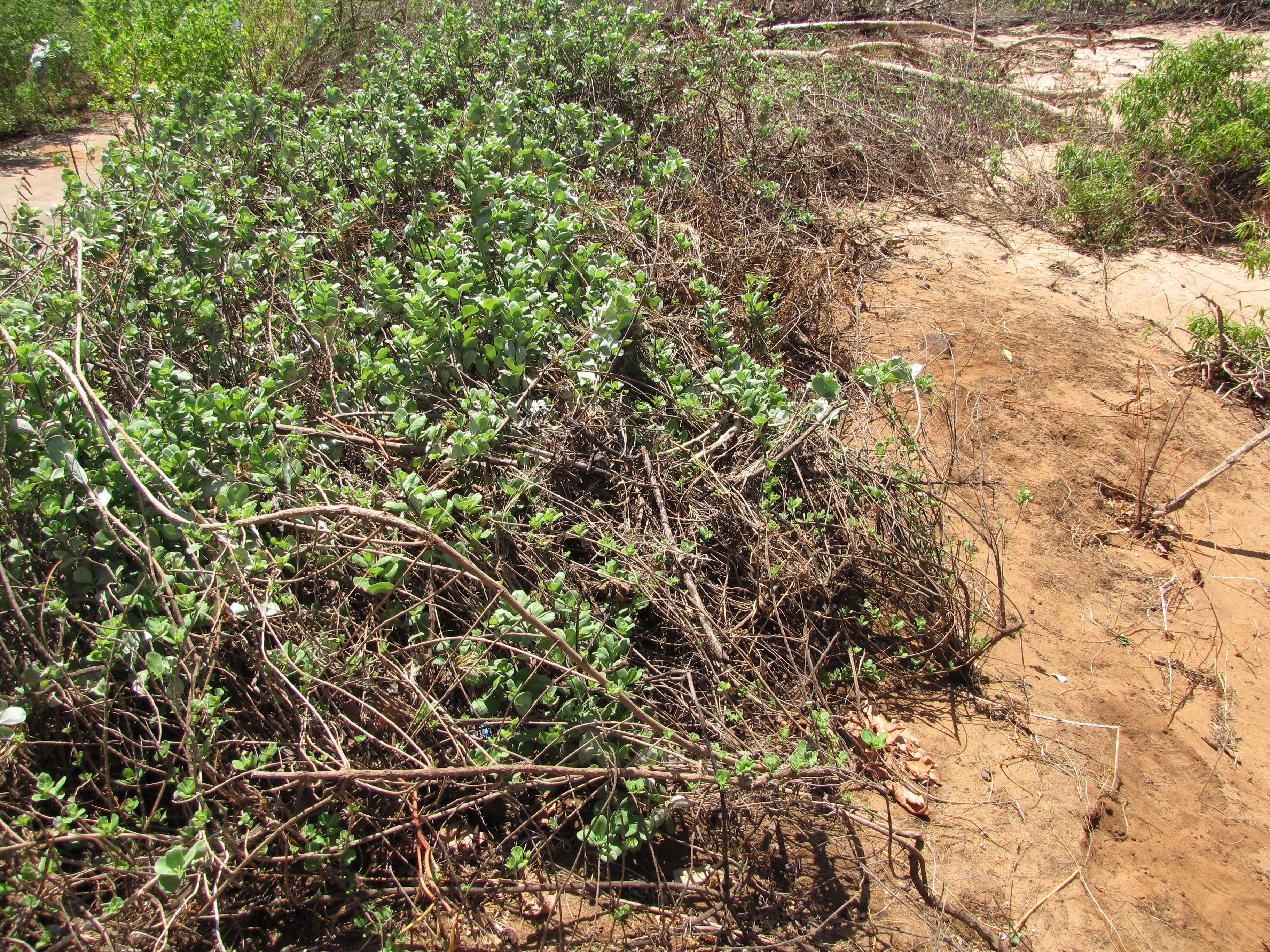 Image of roundleaf chastetree