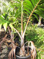 Image of Bottle Palm