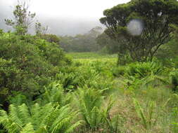 Image of alpine woodfern