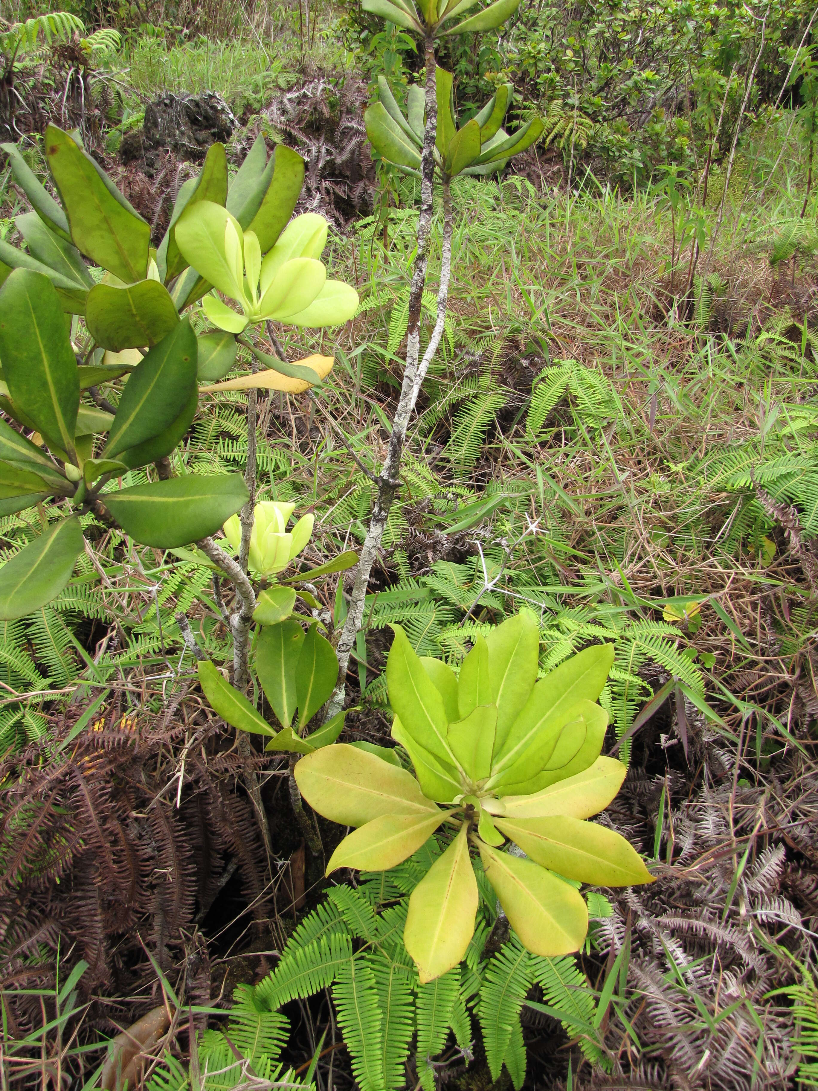 Image of kolea lau nui